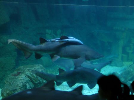 青島有哪些風(fēng)景名勝?。?></a></p>

<p>＿城際快客＿膠州高鳳瀚紀(jì)念館＿城際快客＿膠南一切智園。（用時(shí)1天）</p>
<p><a href=